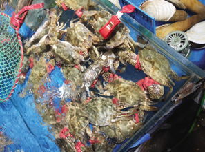 海鮮銷售進(jìn)入旺季 記者調(diào)查其中 貓膩