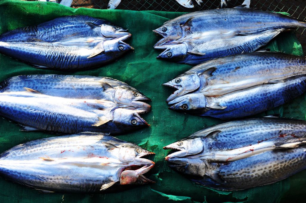 淡干魚(yú)干為何價(jià)格翻倍？初冬曬魚(yú)干正當(dāng)時(shí)